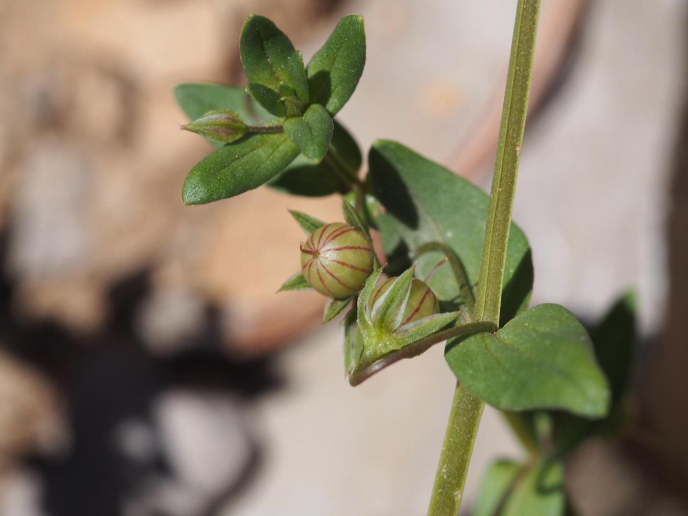 Pimpernel, Blue fruit